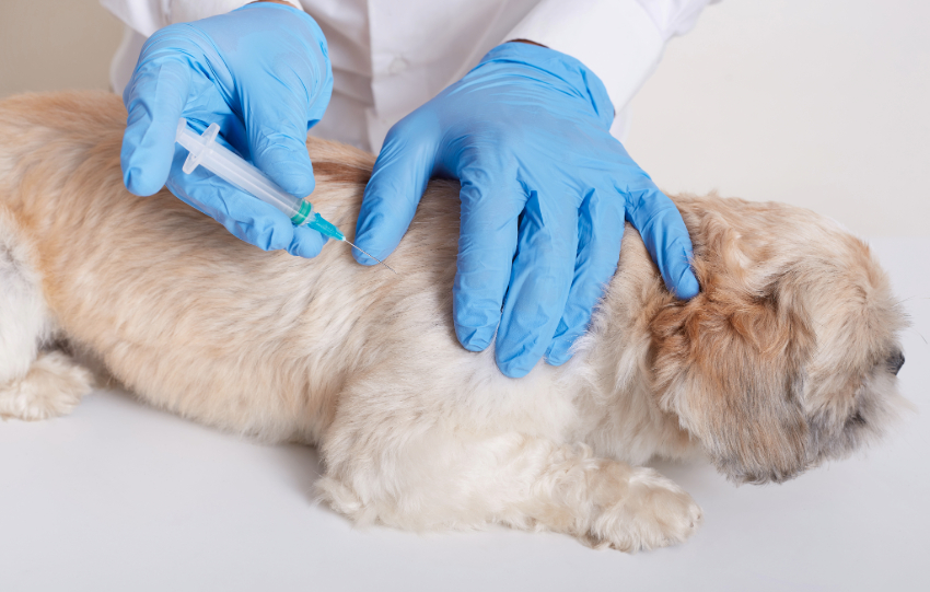 Pet Blood Test Services