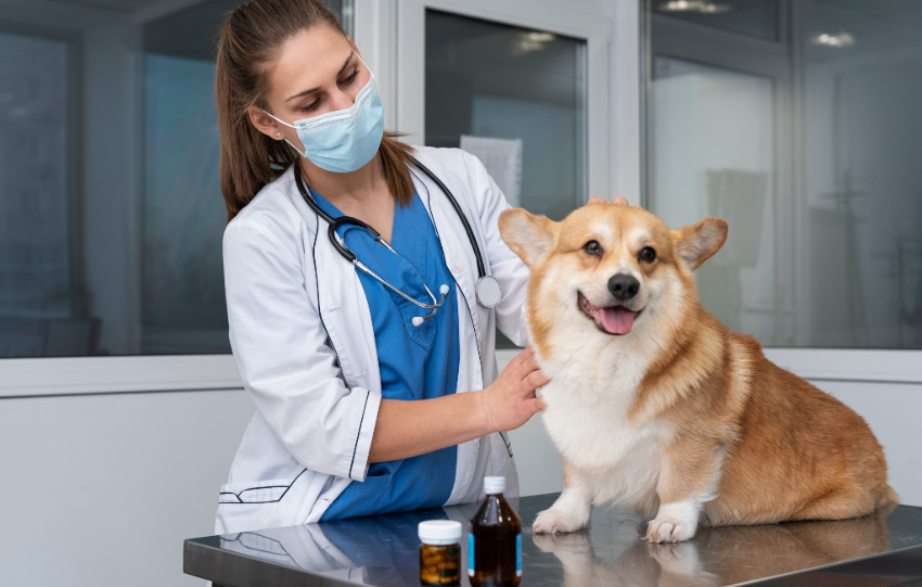 Pet Master Health Check-Up