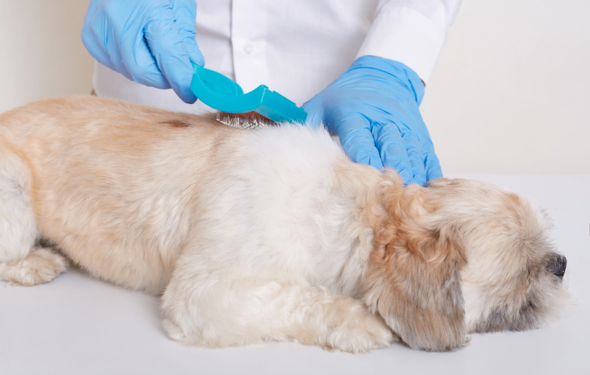 Pet Deworming Services