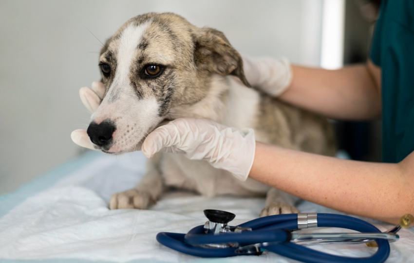 Canine Distemper Treatment for Pets