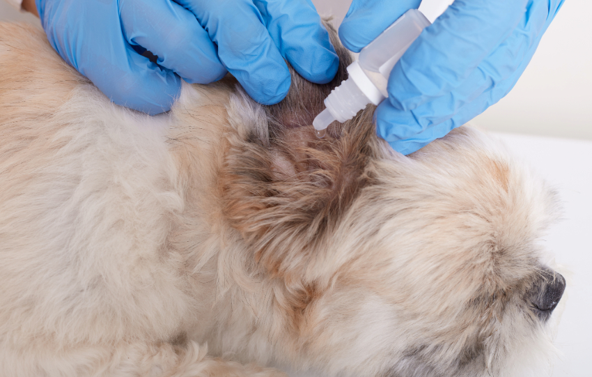 Pet Skin Infection Treatment
