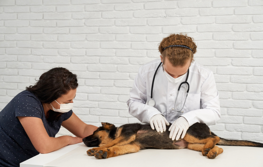 Tick Fever Treatment for Pets