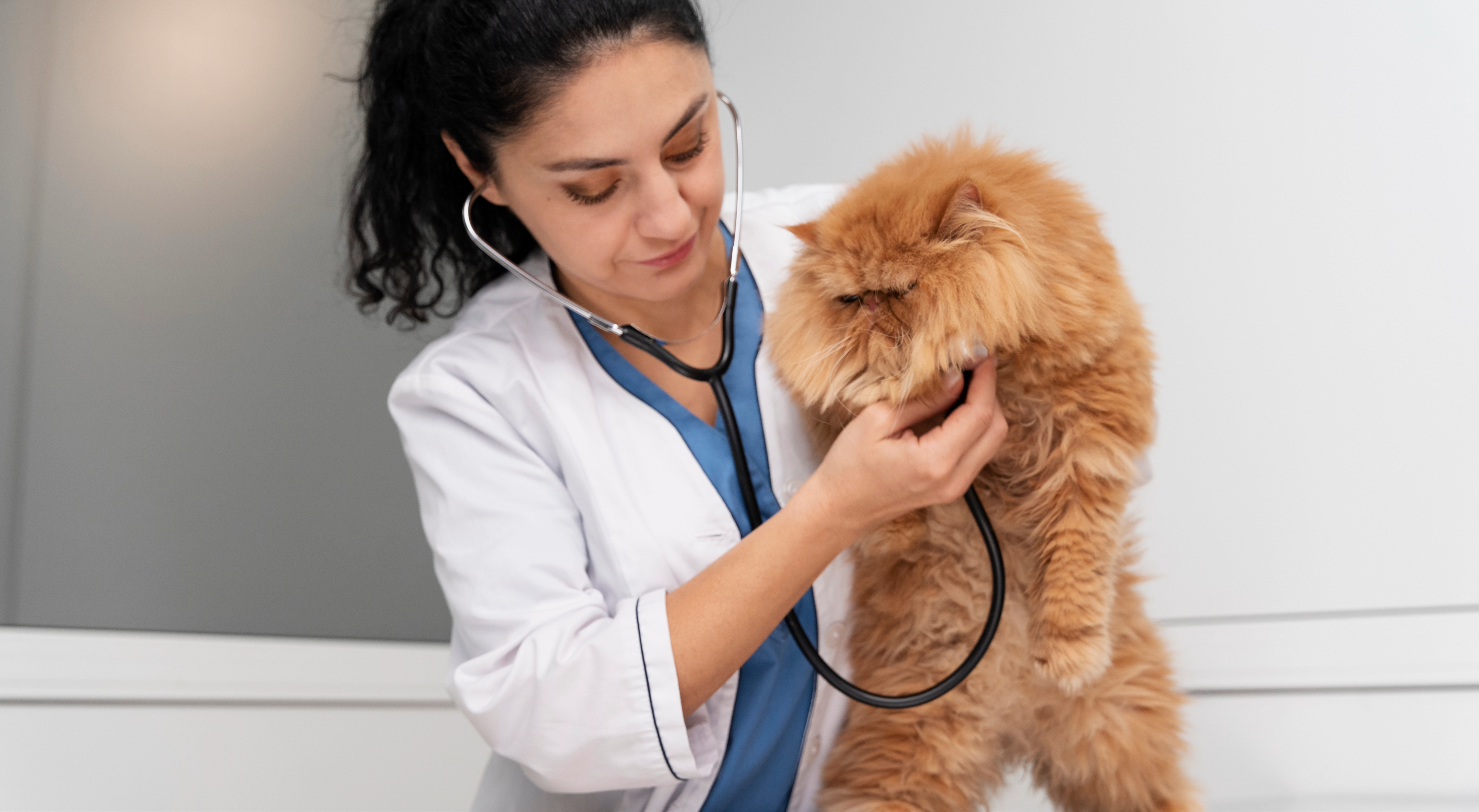 Petspal pet Clinic in Velachery